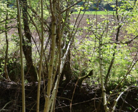 Cycle de l’eau et ouvrages lowtech : quand les élus font bouger les choses ! image
