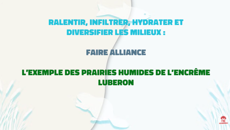 Alliance castor, l'exemple des prairies humides de l'Encrème dans le Luberon image